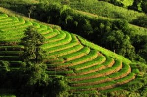 the rice we eat matters to gluten sensitivity