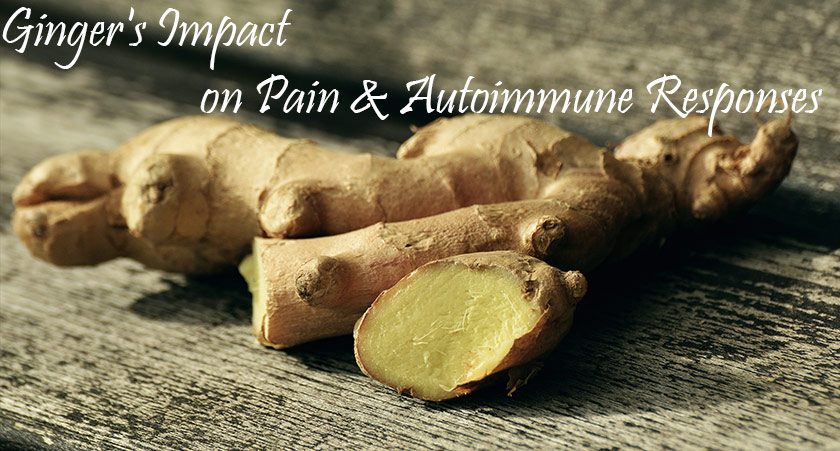 autoimmune responses are deeply affected and stopped with ginger